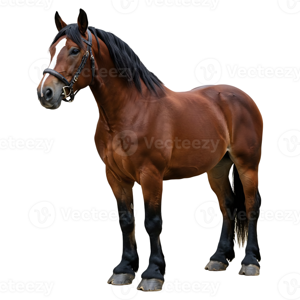 Full Body Portrait of a Horse with Black Mane Visible png
