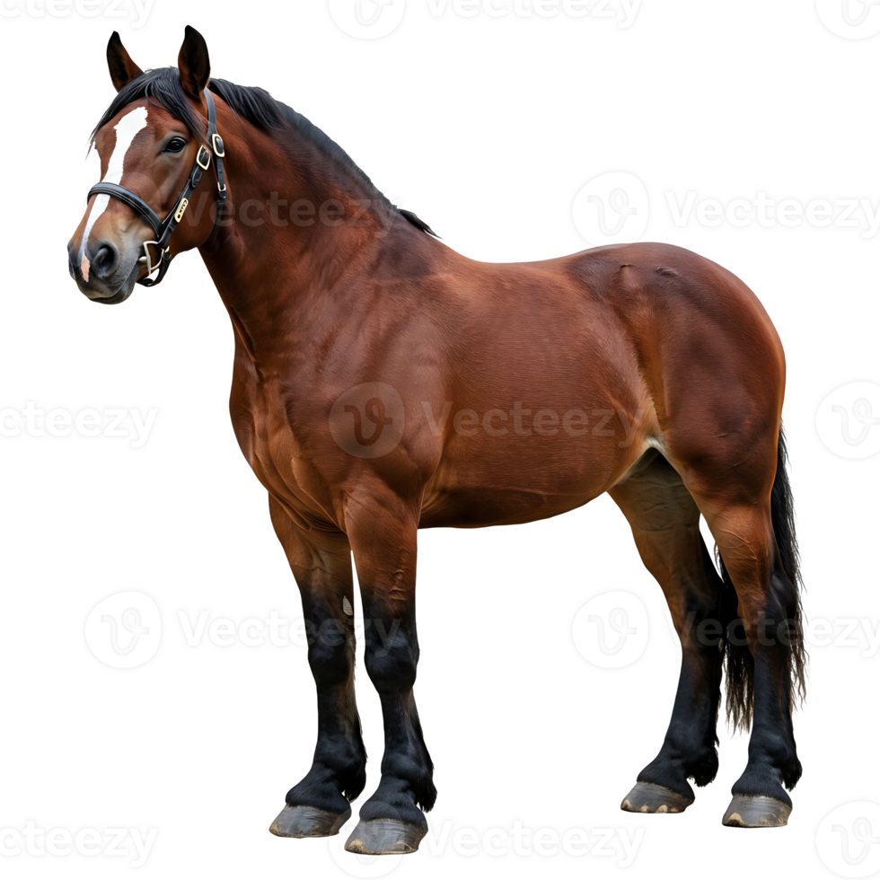 Side Profile of a Horse with Bridle on Clear Background png