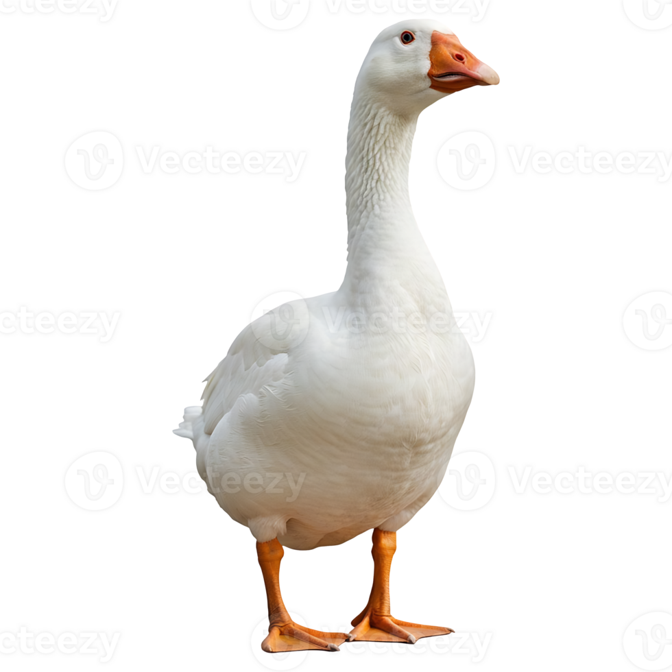 Majestic White Goose Stands Proudly png