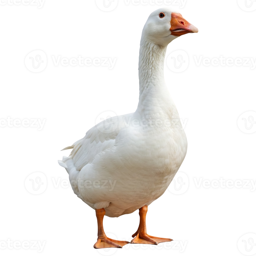 Majestic White Goose Standing Proudly png