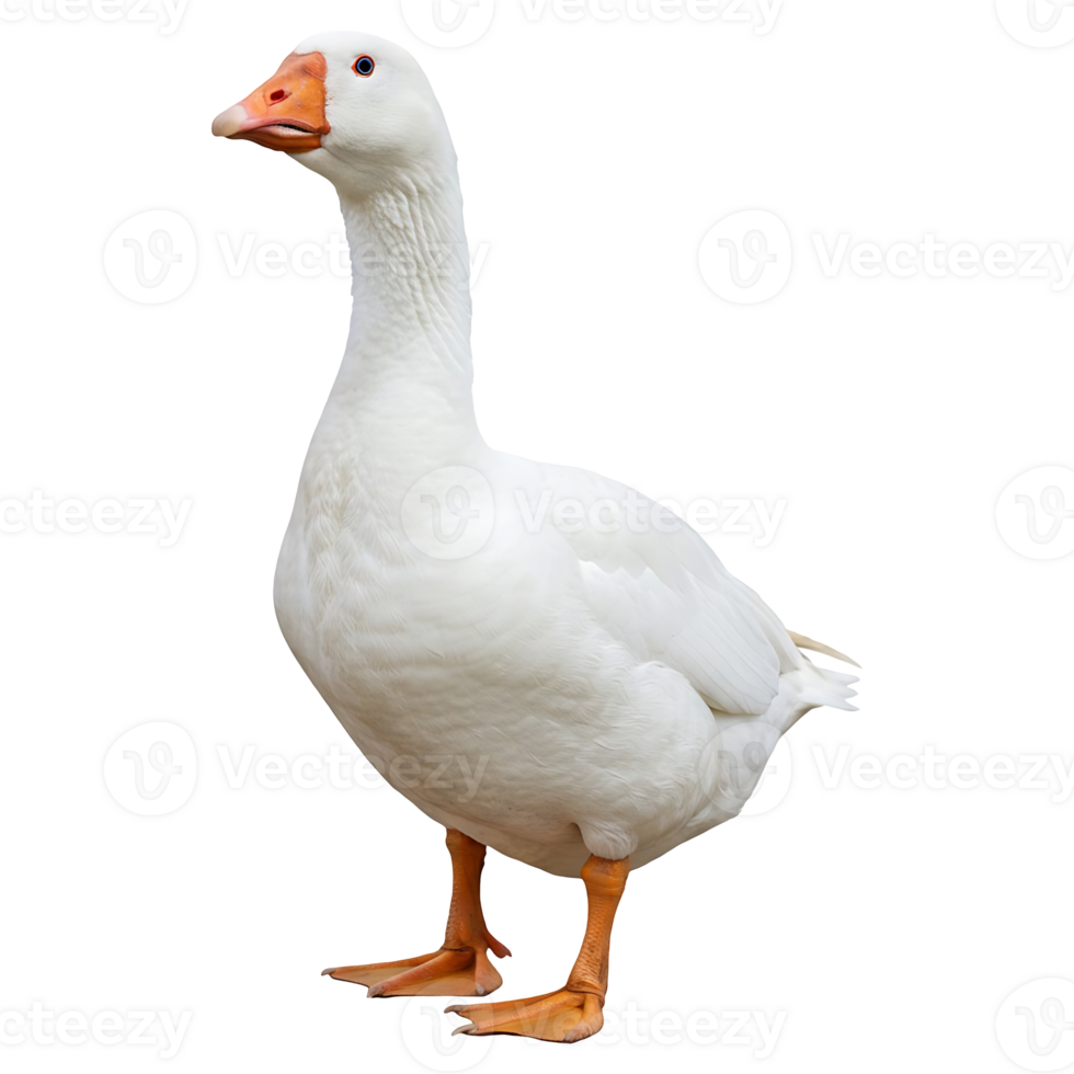 Majestic White Goose Stands Proudly Alone png