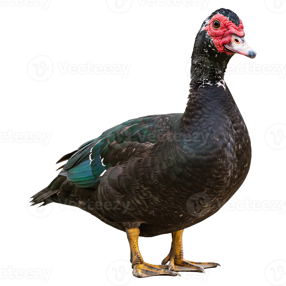 Elegant Muscovy Duck with Dark Plumage png
