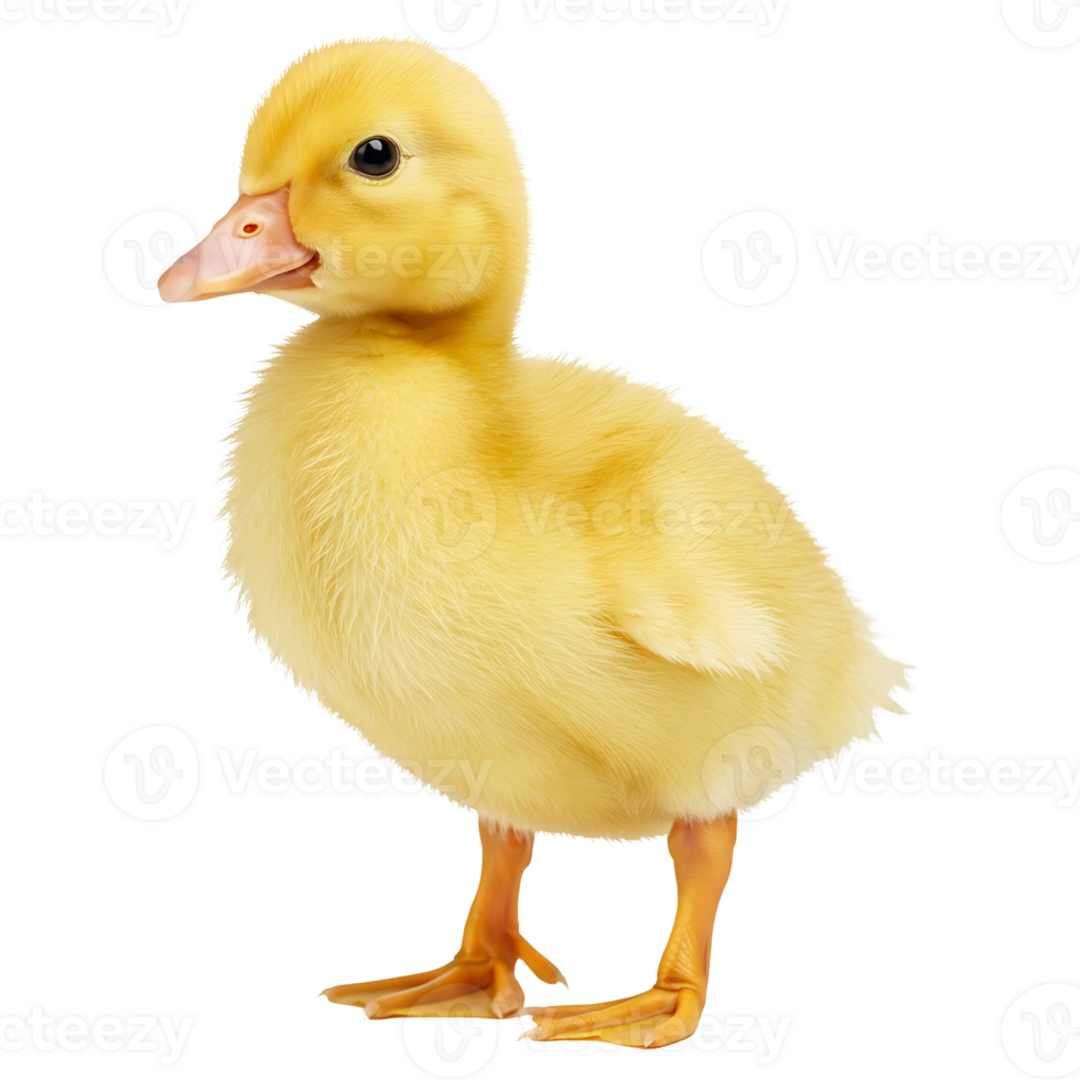 Adorable Fluffy Yellow Duckling Chickling png