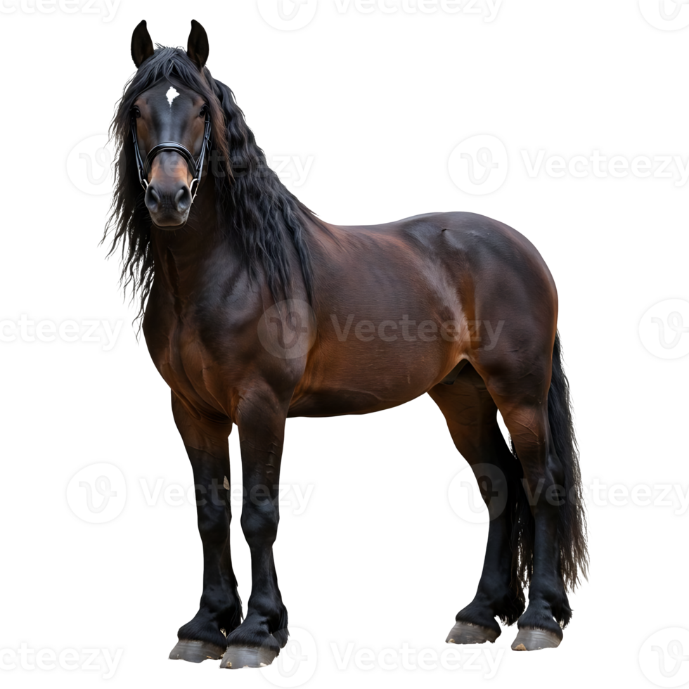 Friesian Horse Standing Calmly on Transparent Background Isolated png