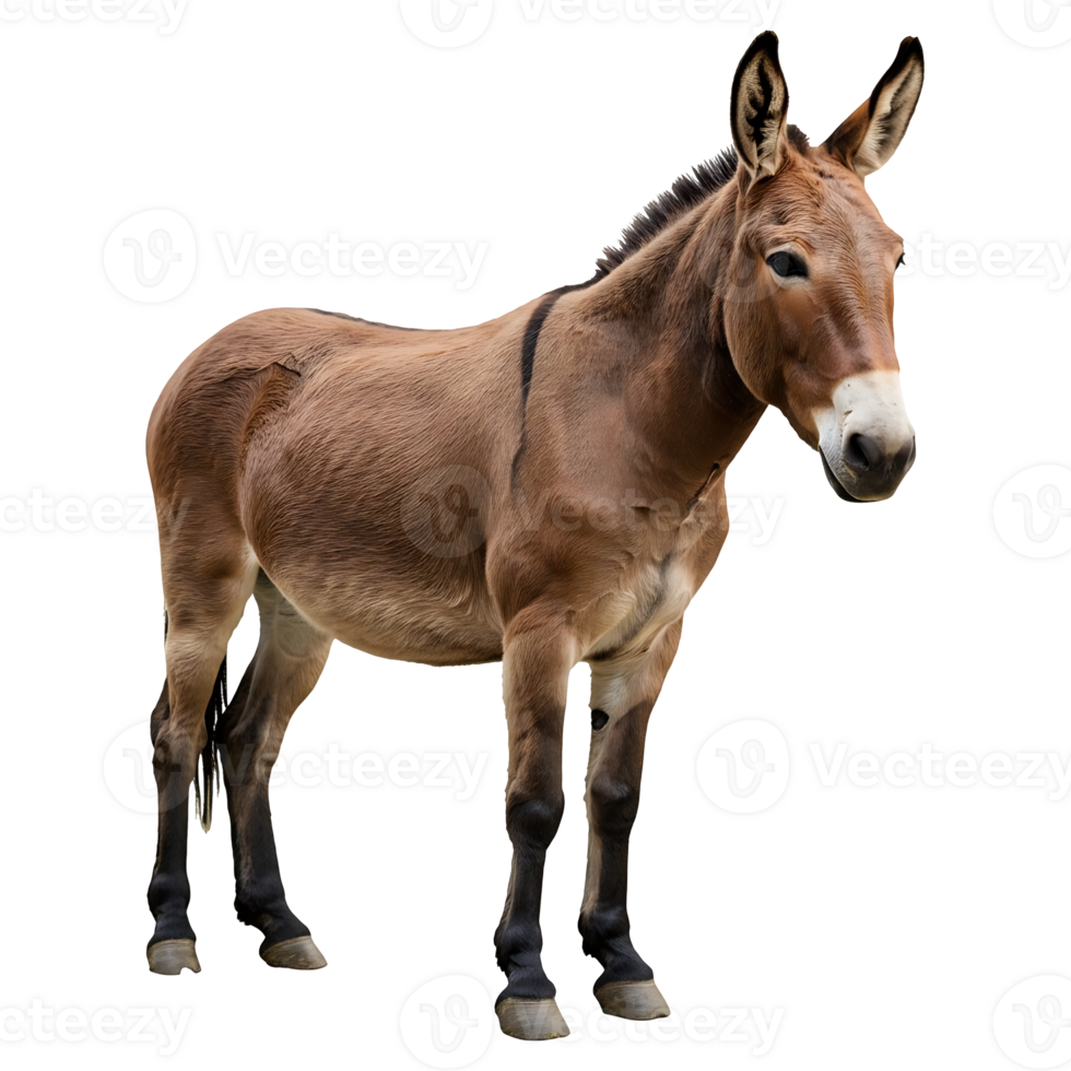 Gentle Brown Donkey Stands Alone Isolated png