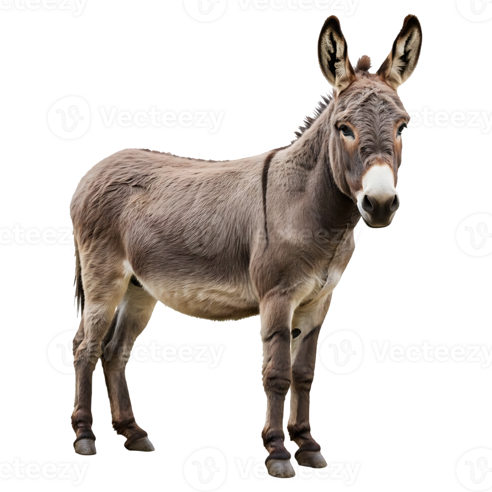 Gray Donkey Standing Calmly on Transparent Background Isolated png