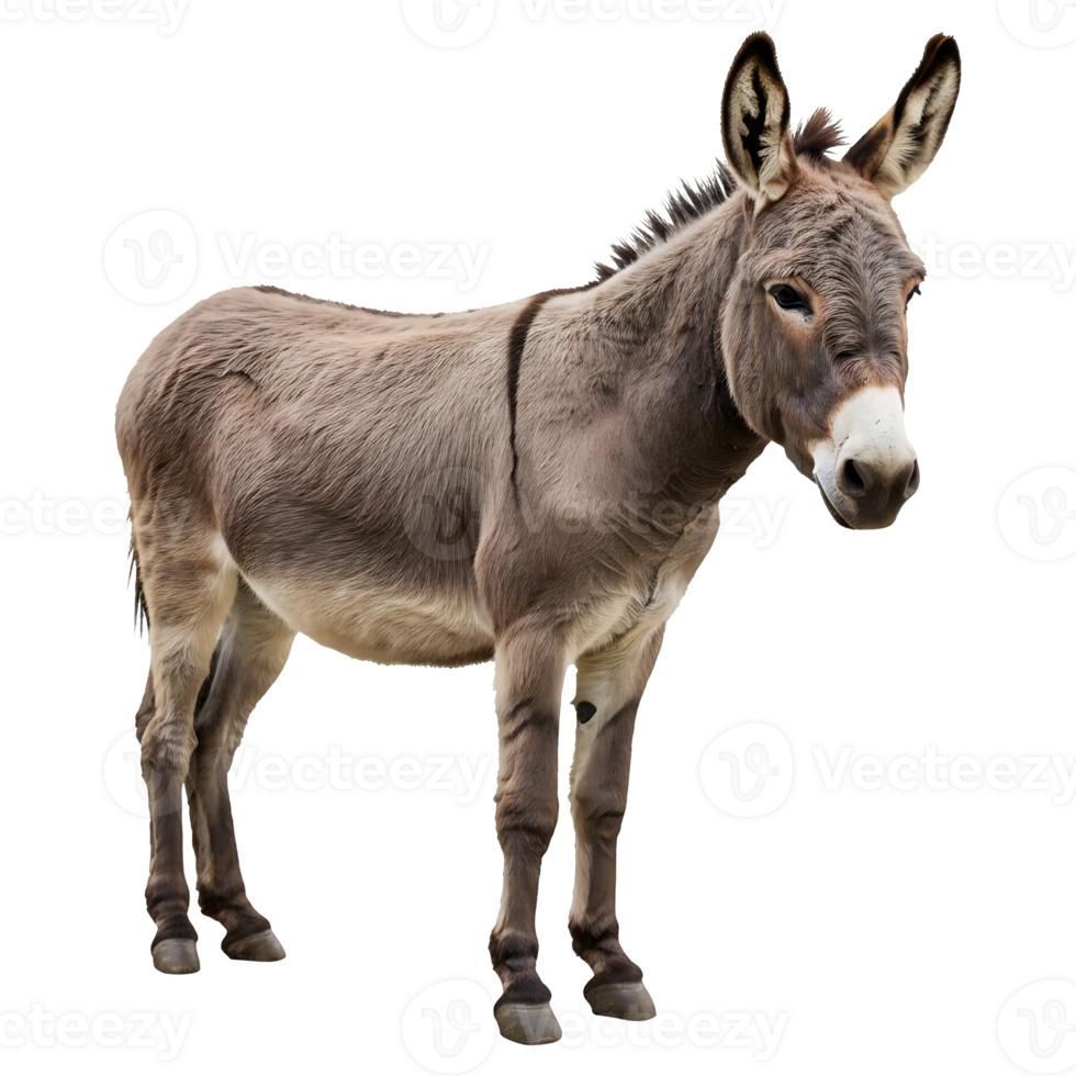 A Gentle Donkey Stands Serene and Calm png