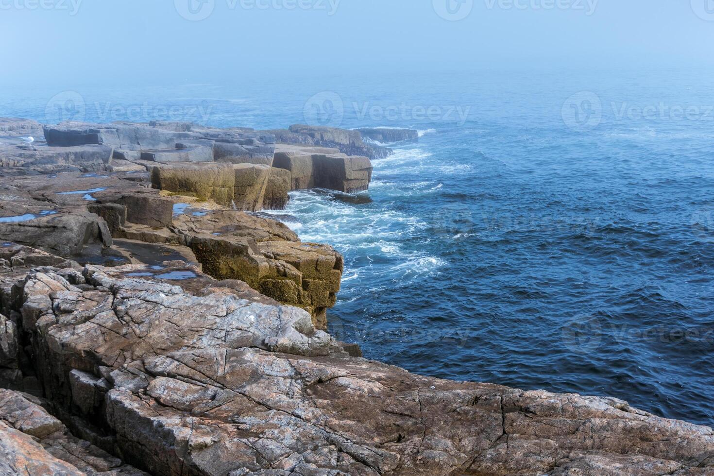 forest and coast of Acadia national park in Maine on a sunny day photo
