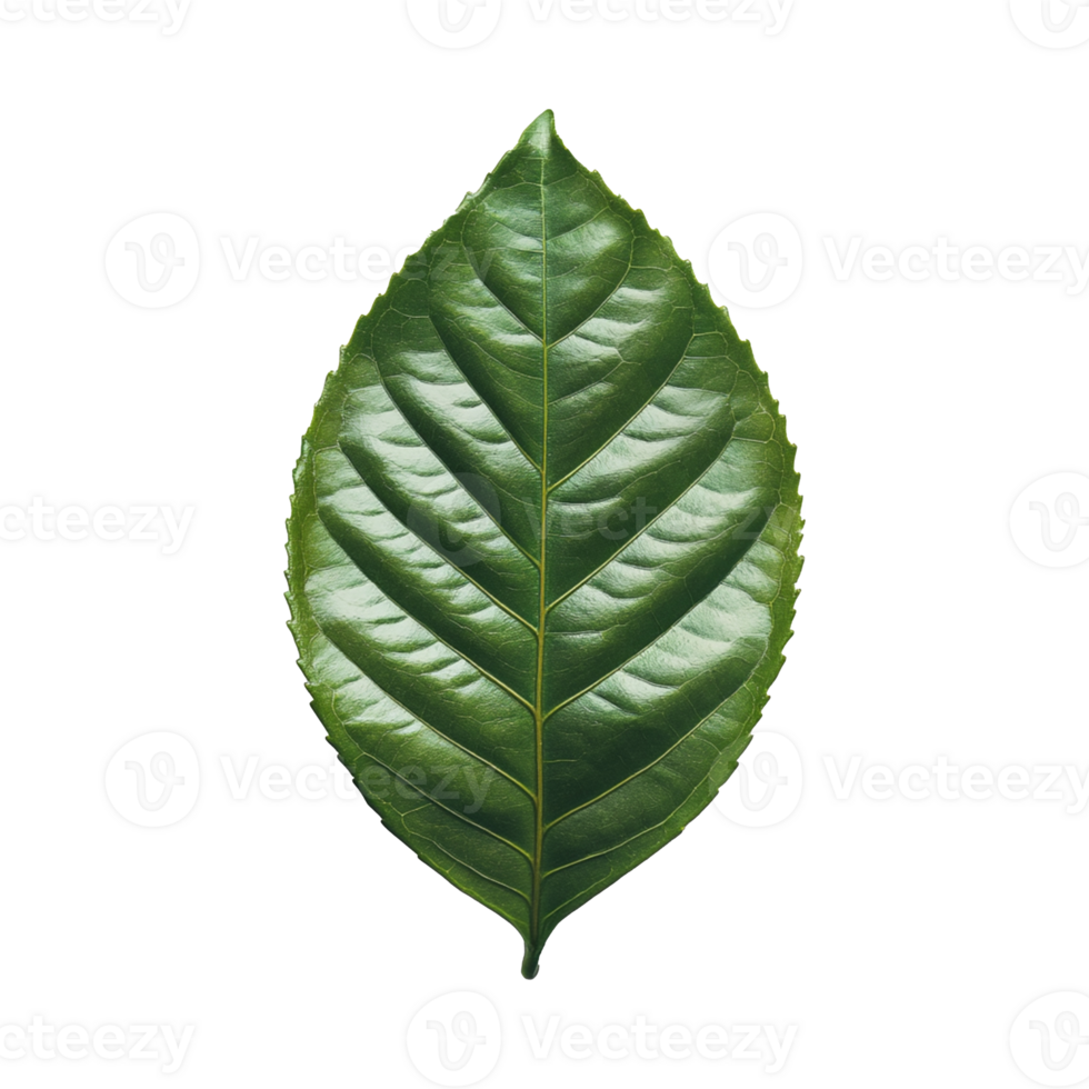 A large green leaf no background png