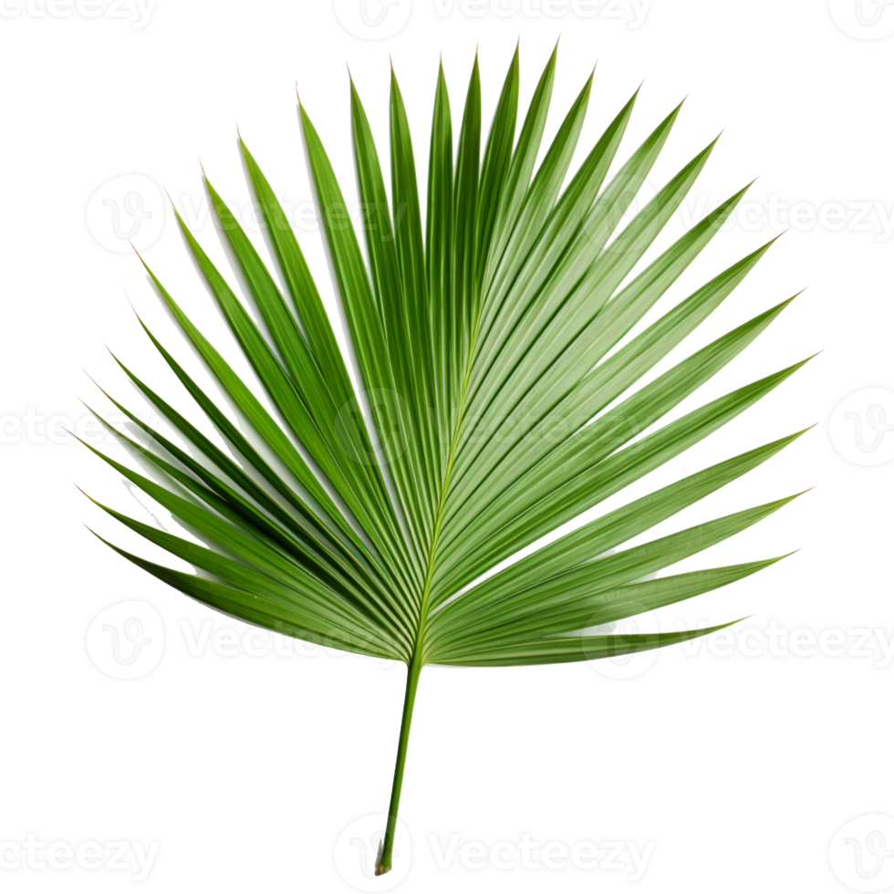 A palm leaf isolated png