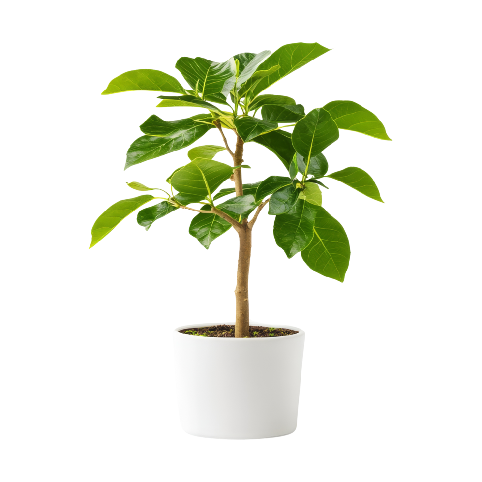 Indoor plant care tips home blog post bright room png
