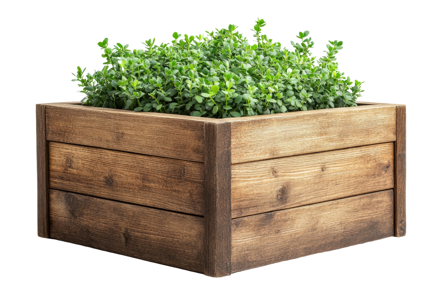 Lush green plants in wooden planter box indoor nature png