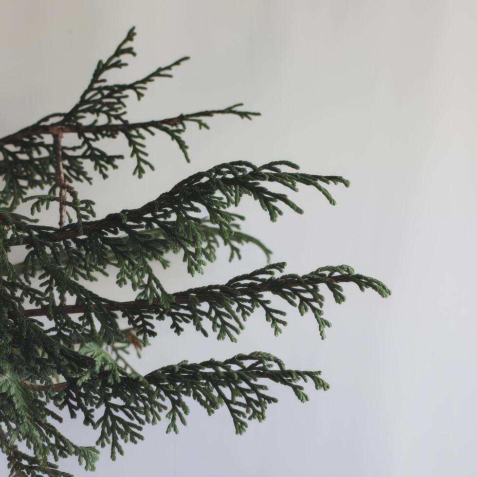 A close up of a christmas tree with green needles photo