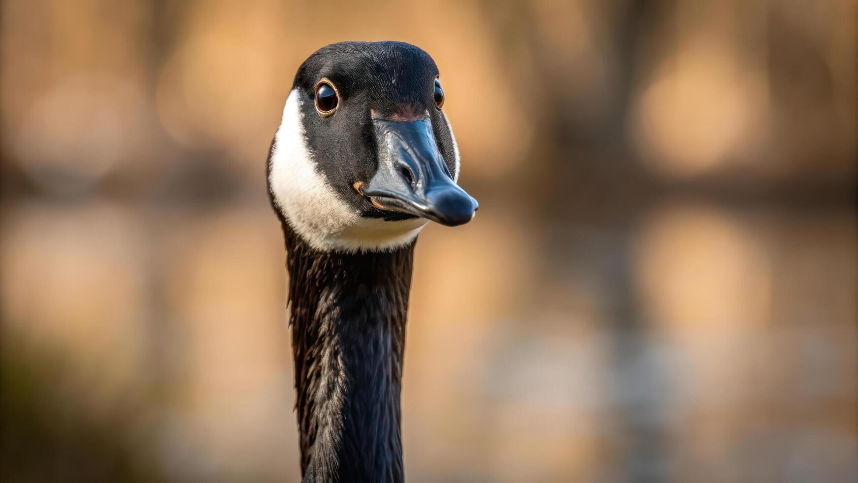 A close up of a goose's head with a blurry background photo