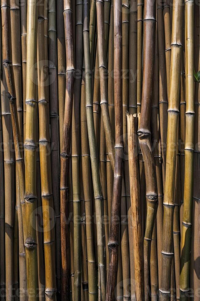 Bamboo Forest Close-up with Natural Light and Vertical Growth photo