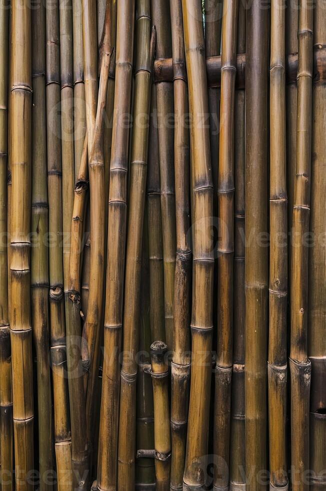 Detailed Bamboo Stalks Create an Organic Textured Background and Design Element photo