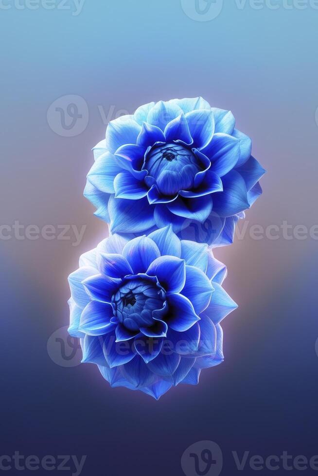 Two Blue Dahlia Flowers in Elegant Close-up on Soft Gradient Background photo