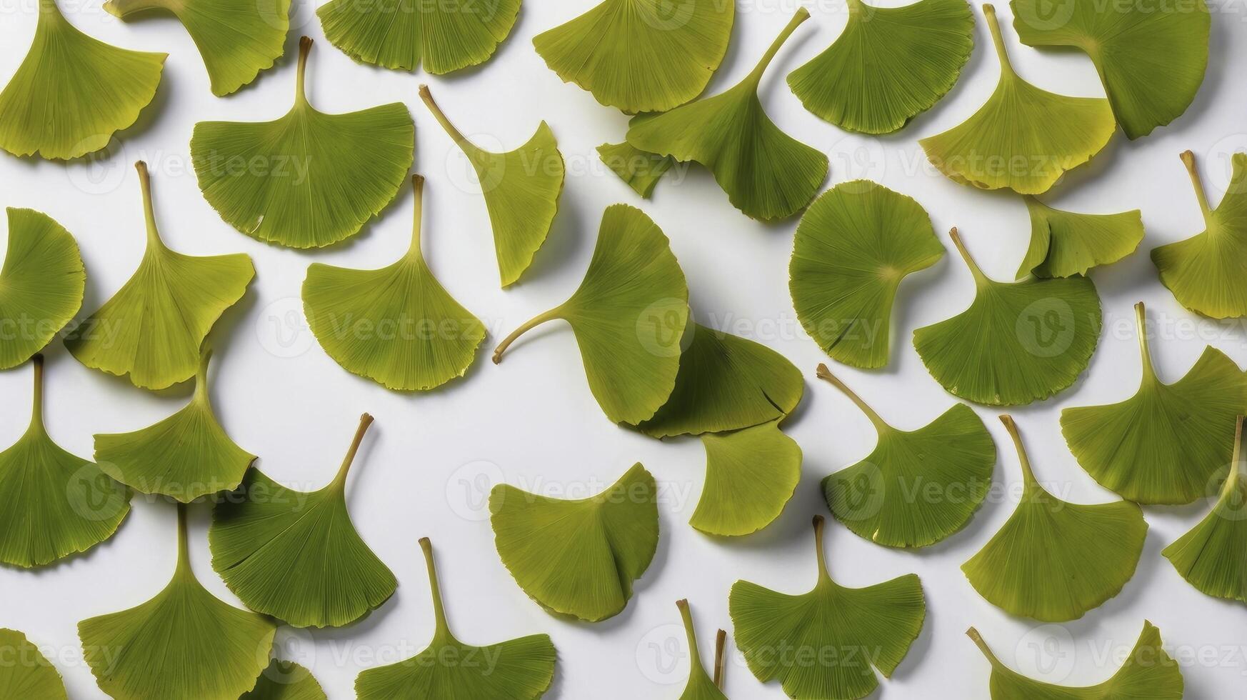 Arrangement of Green Ginkgo Leaves on White Background in Flat Lay photo