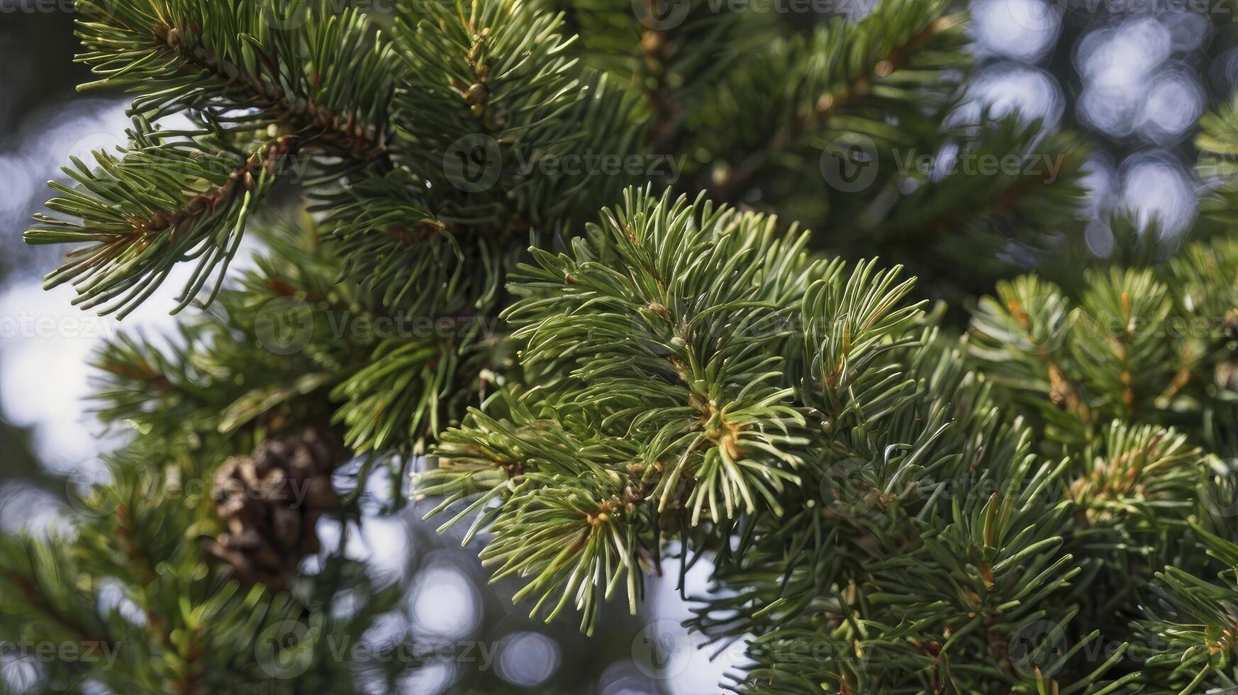 Evergreen Fir Tree Branch Close-up with Pinecone and Needle Details photo