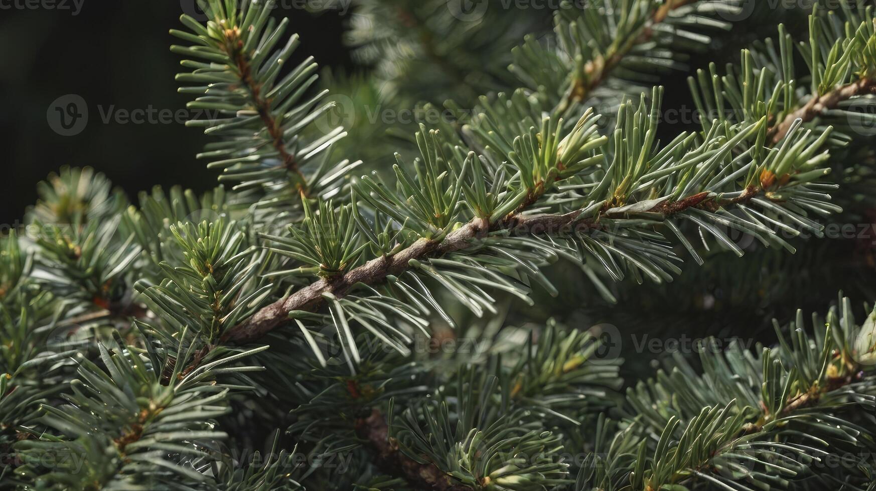 Close-up View of Evergreen Tree Branch with Vibrant Green Needles photo