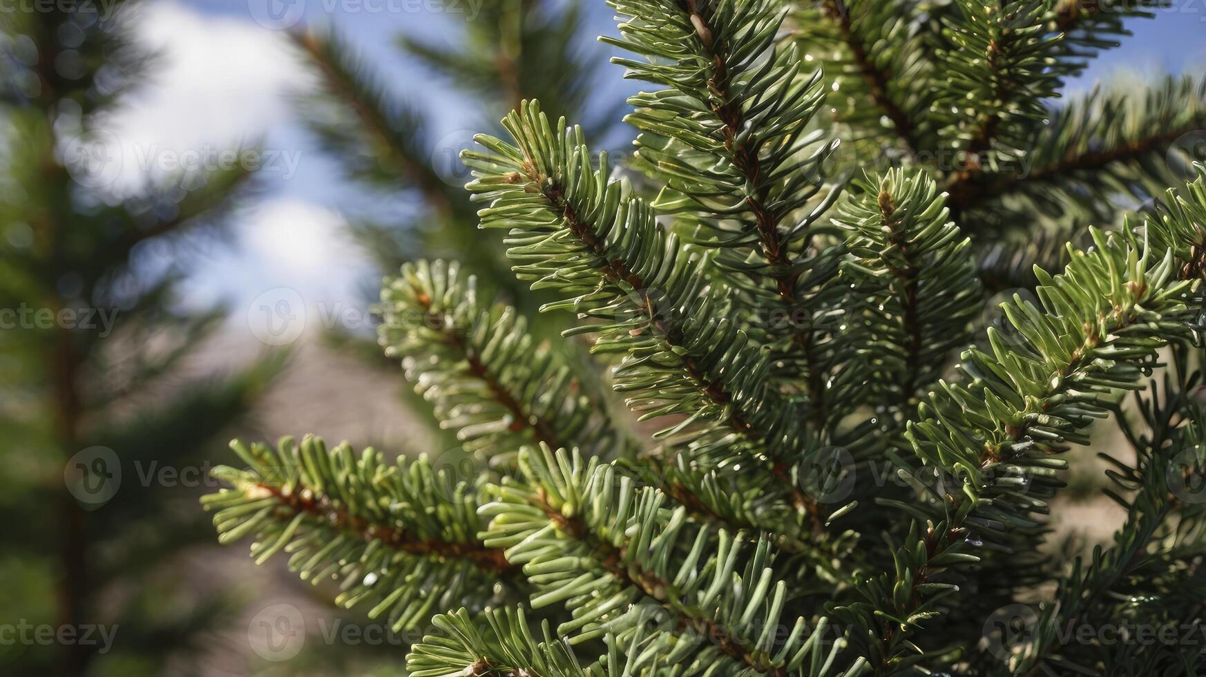 Close Up of Green Pine Tree Branches Against Blue Sky photo