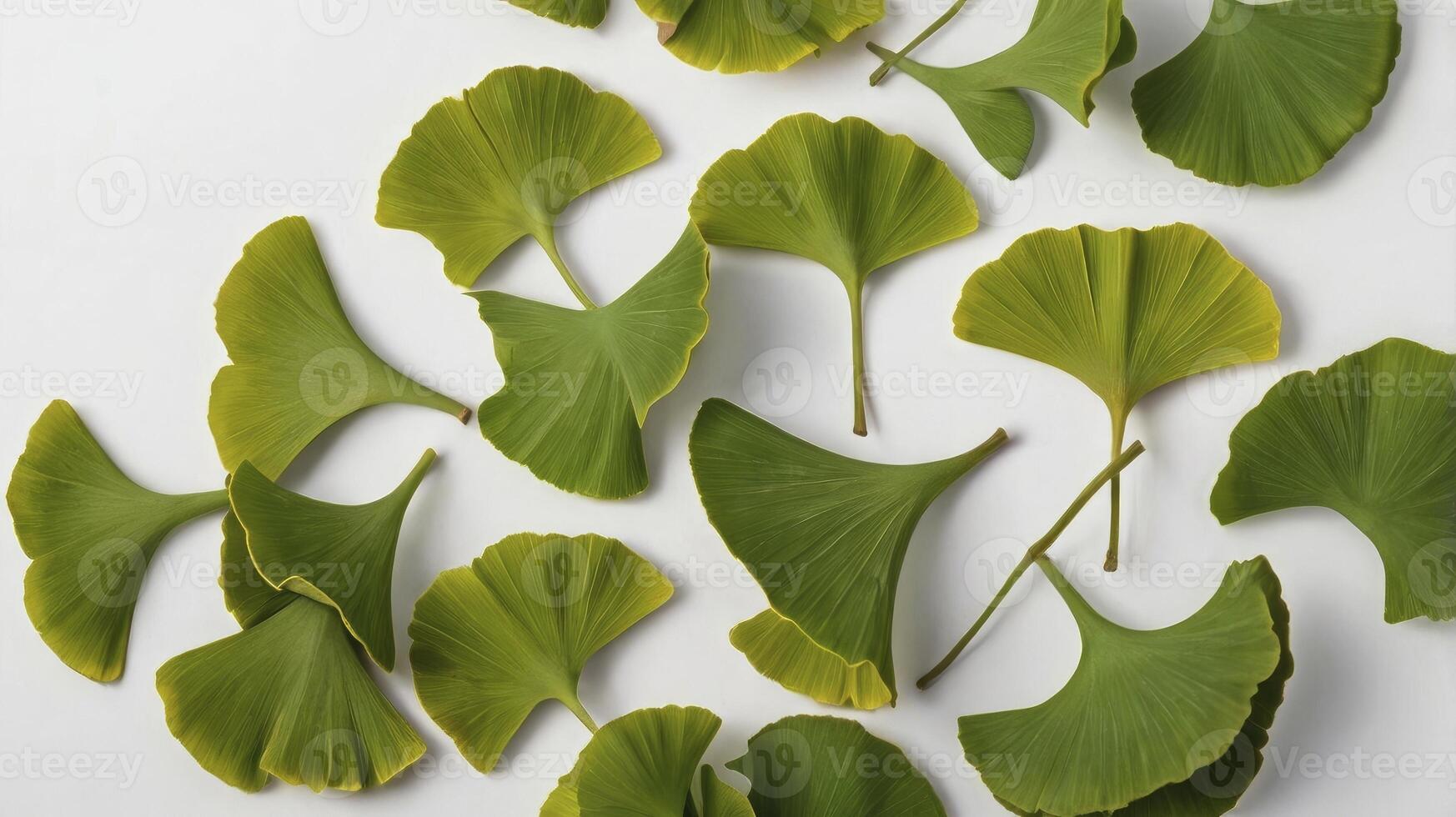 Ginkgo Biloba Leaves Scattered on White Background Flat Lay Shot photo