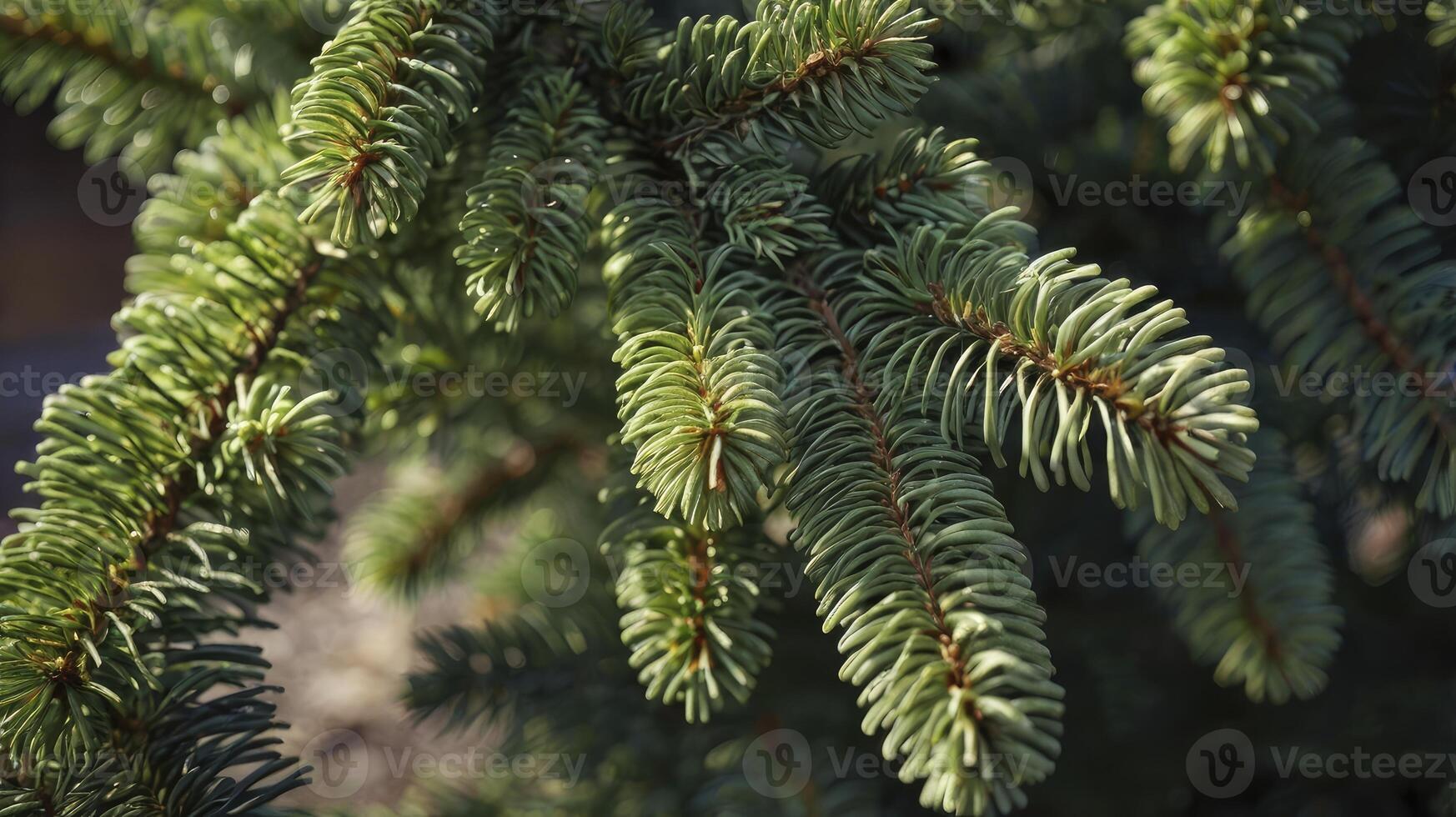 Close-up of Spruce Tree Branches with Green Needles in Natural Light photo