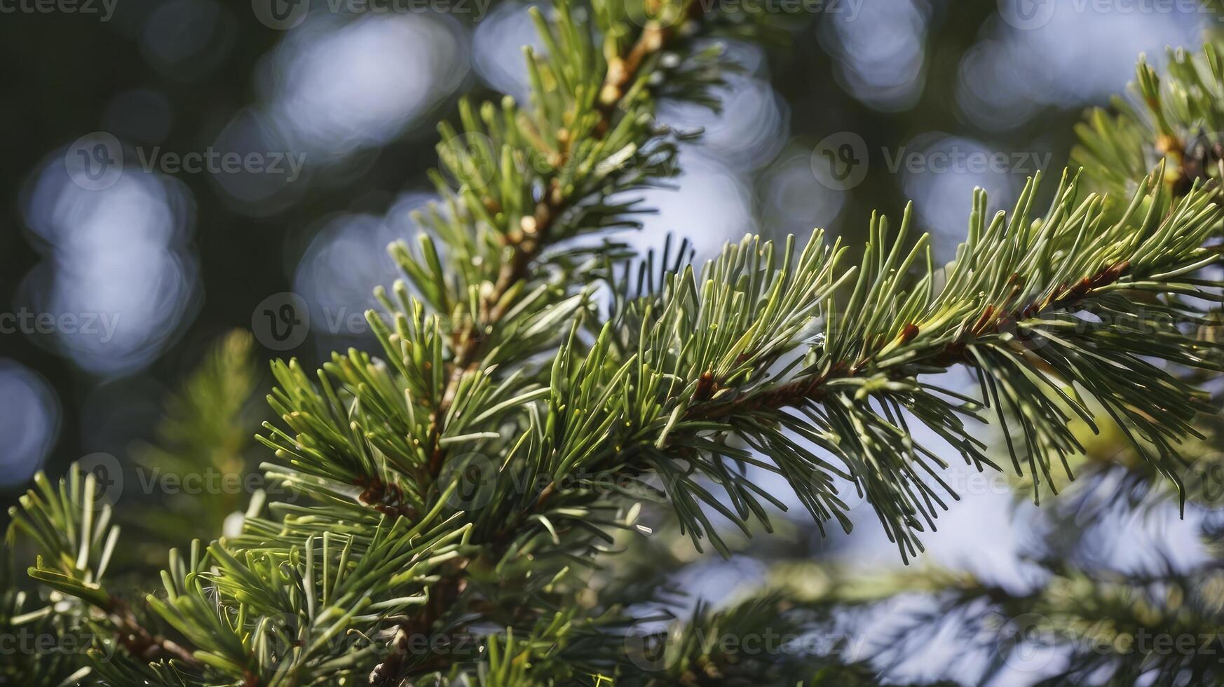 Close-up of Green Pine Tree Branch with Needles Against Blurred Sky photo