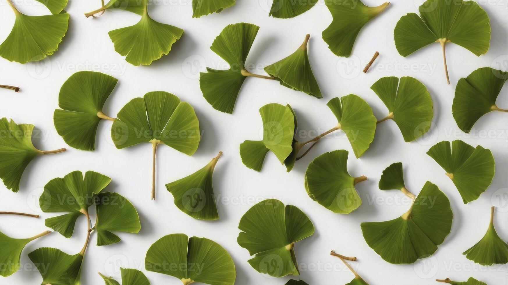 Ginkgo Biloba Leaves Pattern on White Background for Design Ideas photo