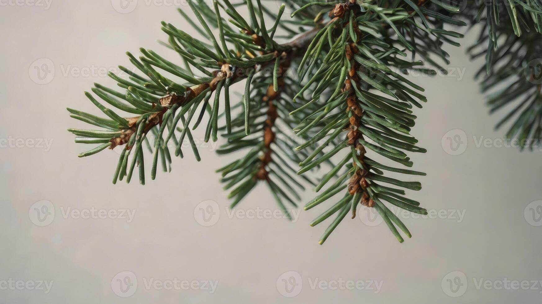 Green Spruce Branch Close-up Fresh Evergreen Conifer in Studio Lighting photo