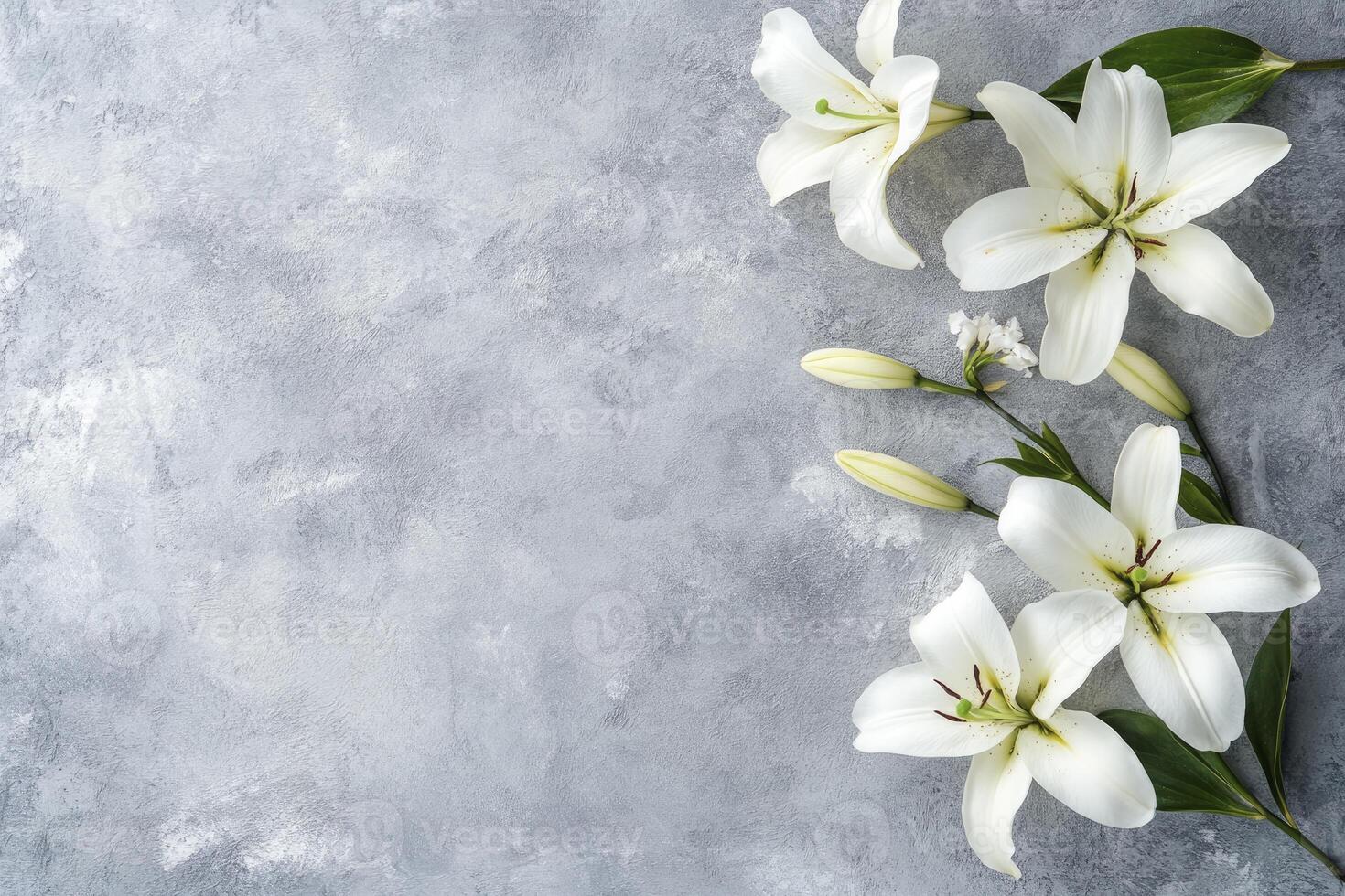 Elegant White Lily Flowers on Gray Background with Copy Space photo