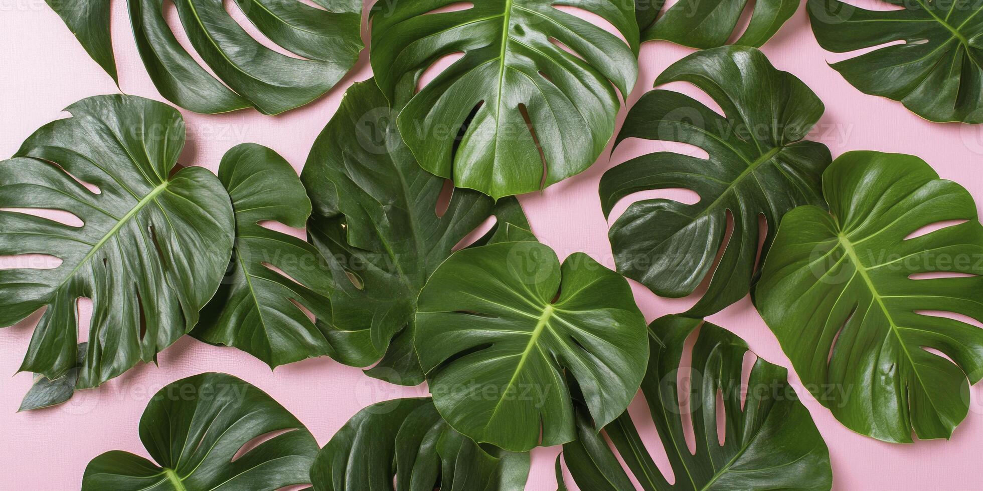 Arrangement of Fresh Green Monstera Leaves on Light Pink Background Overhead View photo