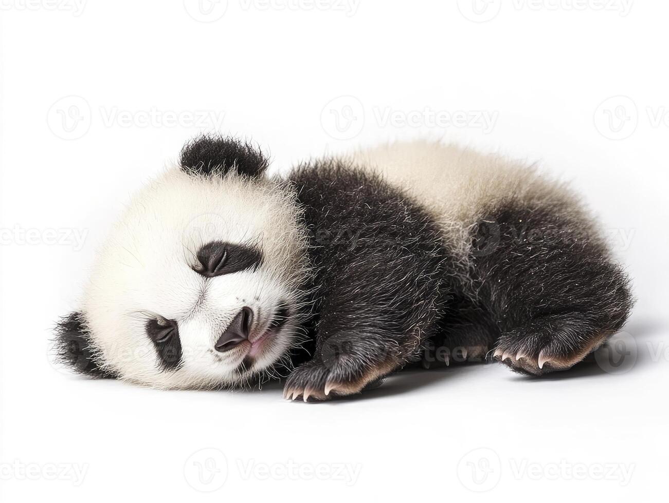 Sleeping Giant Panda Cub on White Background Adorable Animal Portrait photo