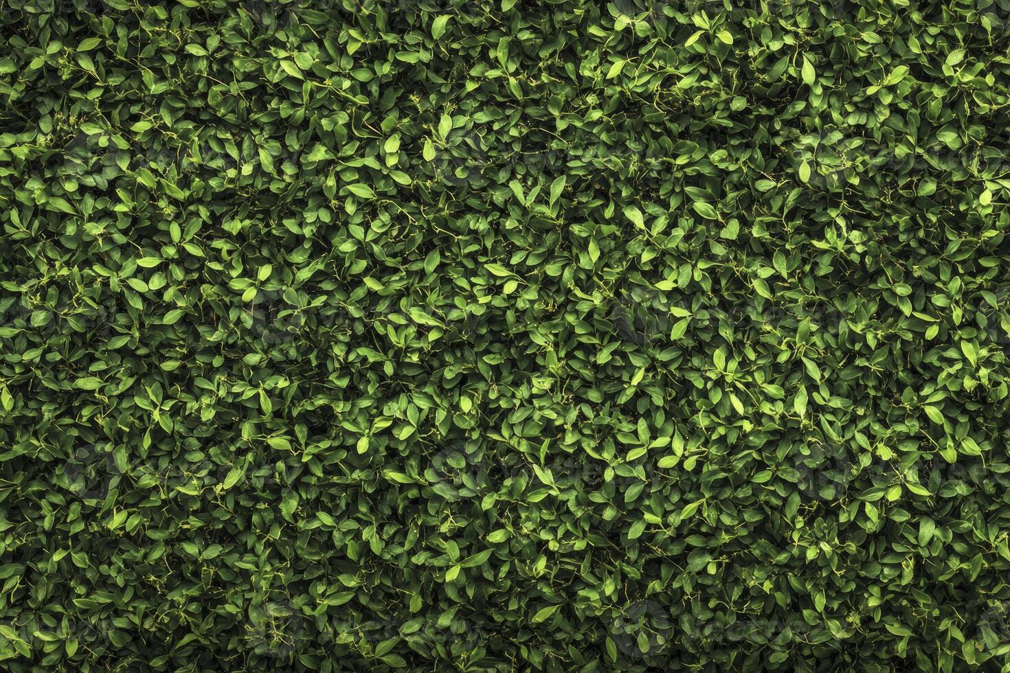 Green Leaves Seamless Background Surface Texture for Natural Fresh Element photo