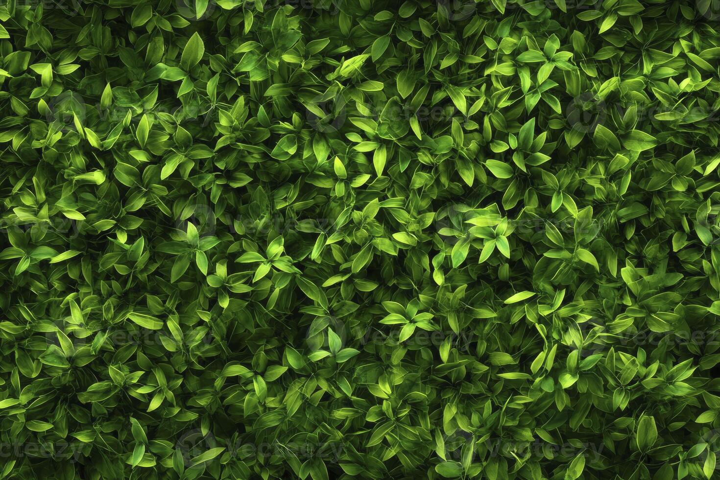 Dense Green Leaves Pattern Texture Background for Natural Design Projects photo