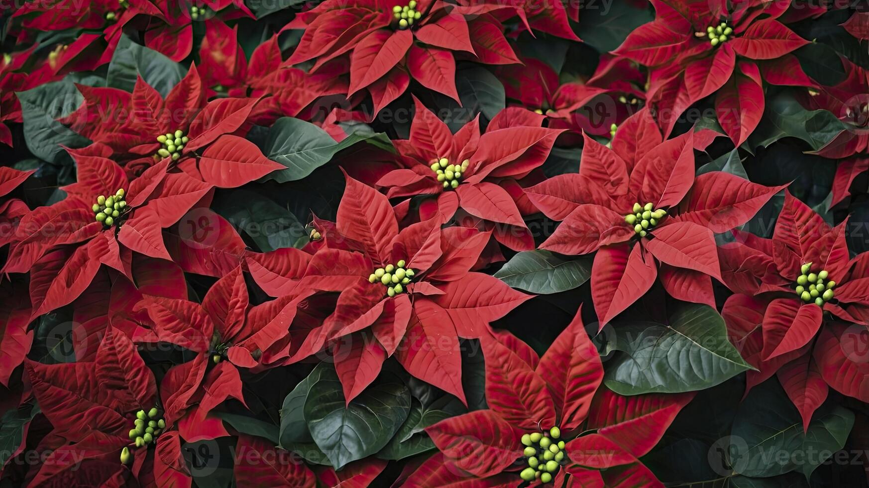 Poinsettia Plants with Red Bracts and Green Leaves Covering Ground photo