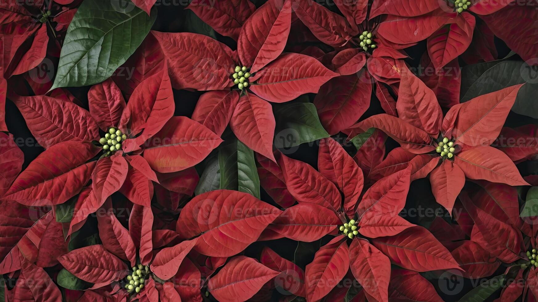 Close-up of Vibrant Red Poinsettia Flowers and Green Leaves Arrangement photo