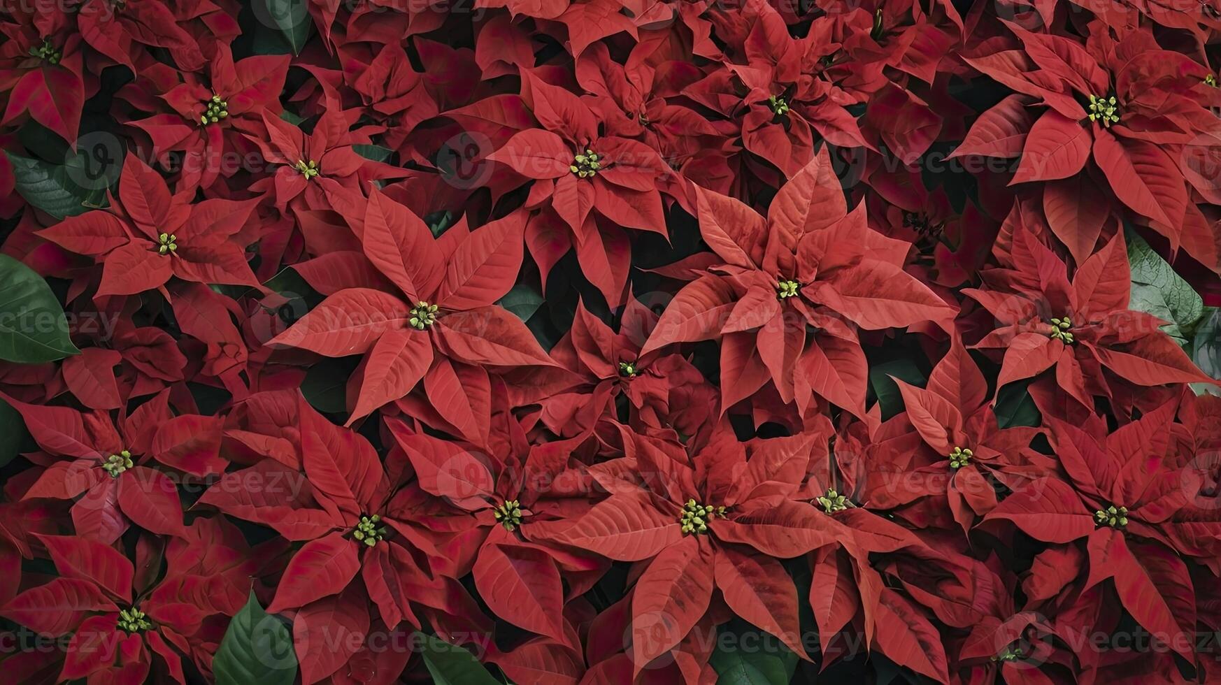 Close-up of Red Poinsettia Flowers Creating a Festive Christmas Background photo