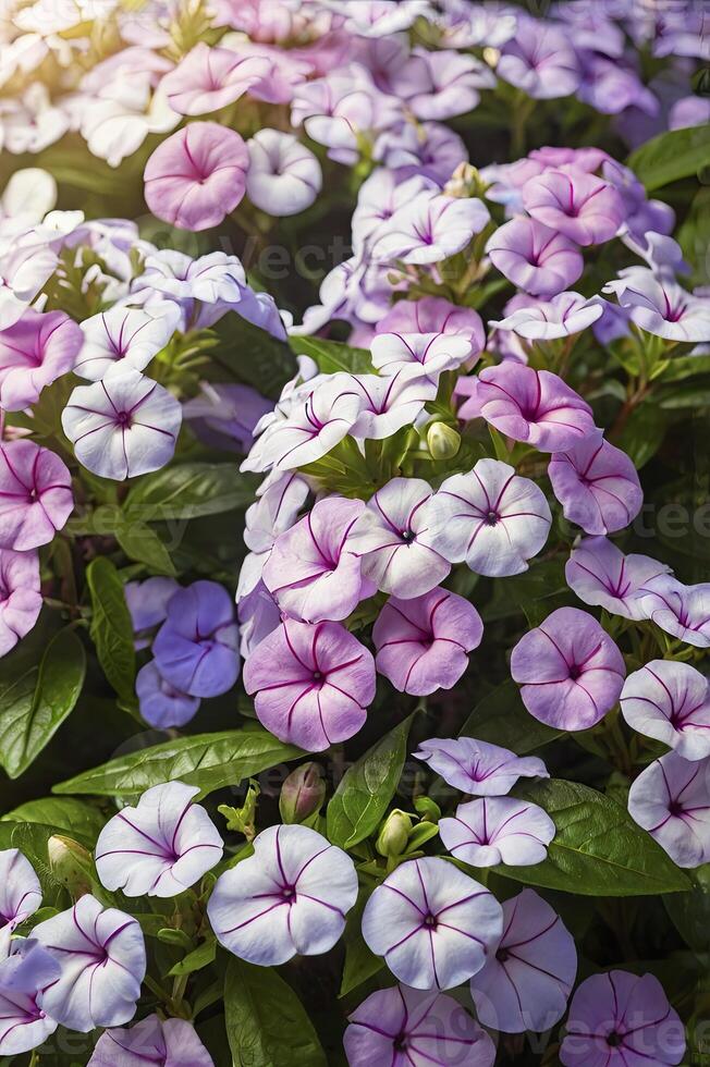 Blooming Bindweed Flowers in Spring Garden with Green Leaves Background photo