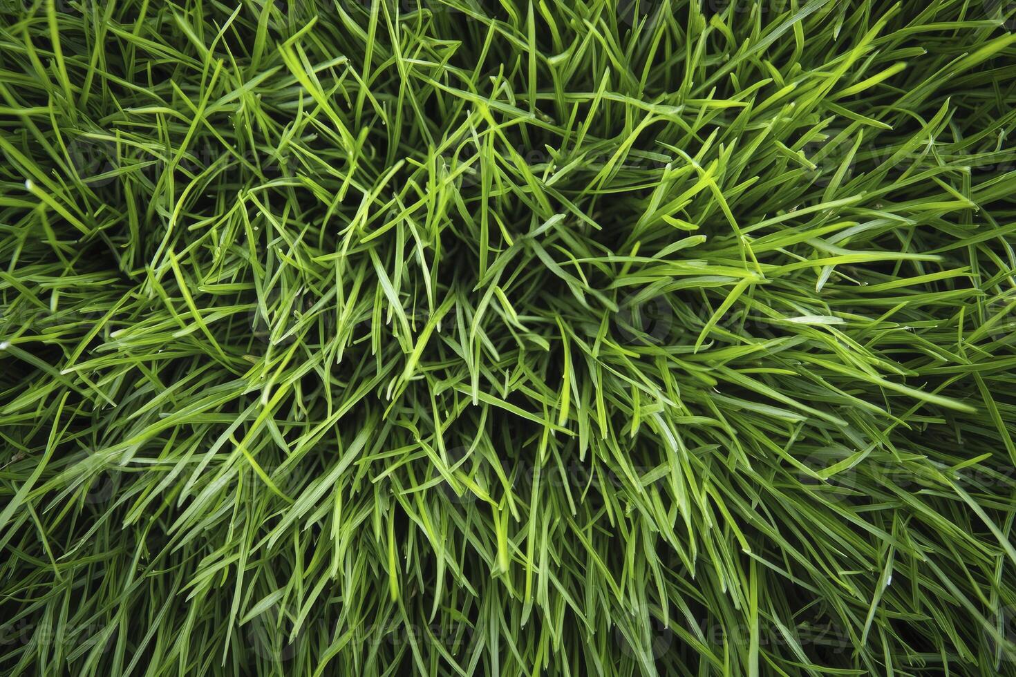 Close-up of Fresh Green Grass Blades Texture and Pattern photo