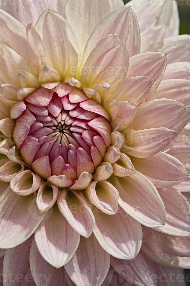 Close-up of Dahlia Flower with Delicate Pink Petals and Textured Center photo