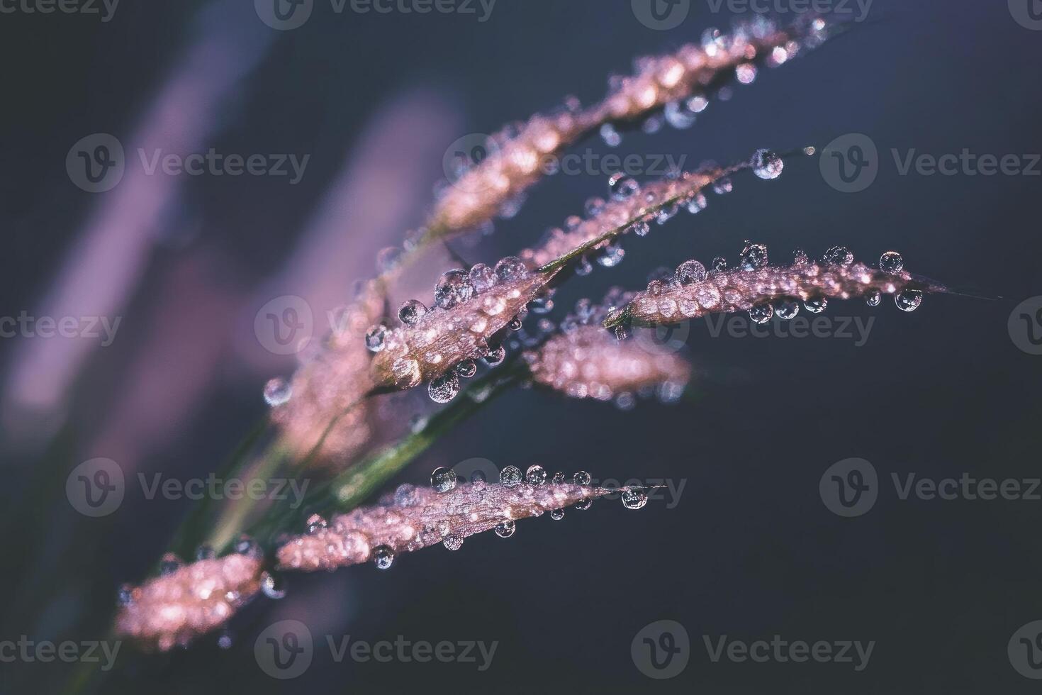 Delicate Grass Seed Head Coated in Morning Dew Drops Close Up photo