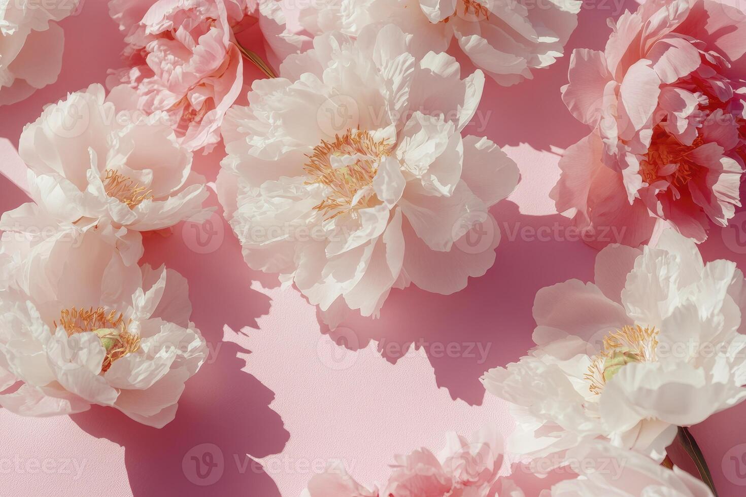 Pink and White Peony Flowers Arranged on a Pastel Background photo