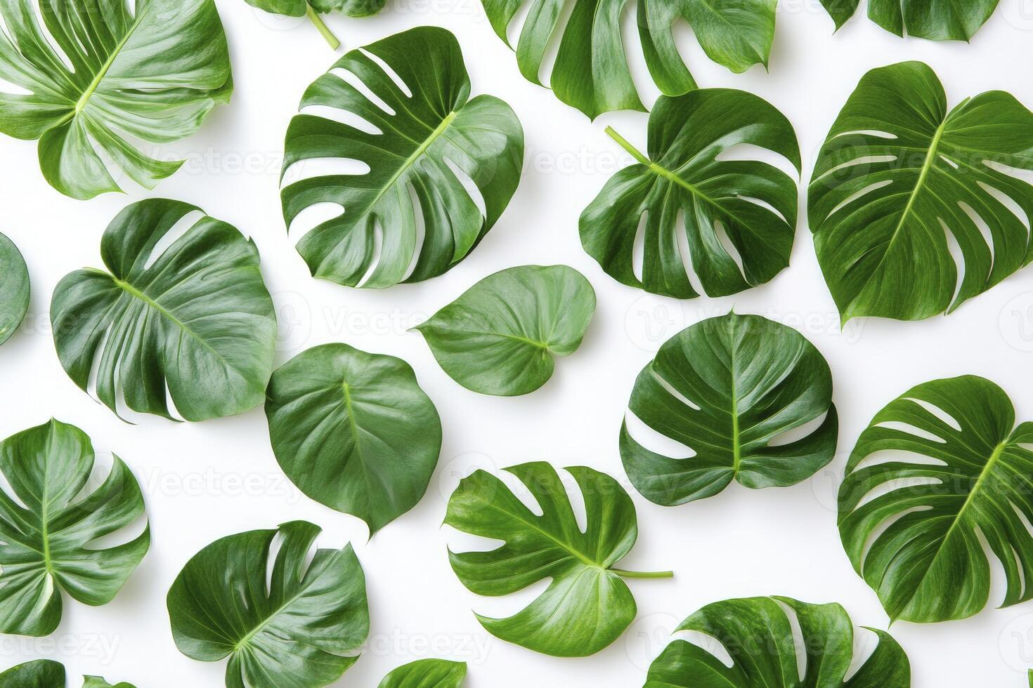 Monstera Leaf Pattern with Lush Green Leaves on White Background photo