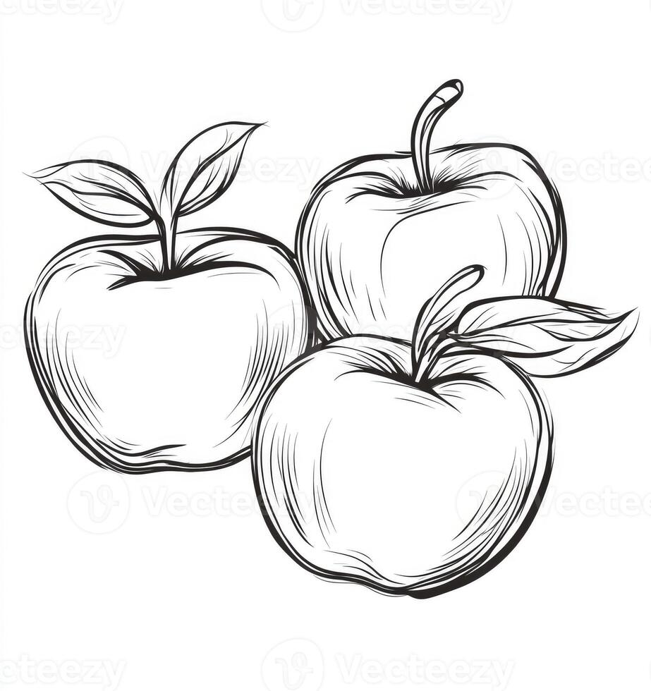 Apple Drawing Illustration Three Fresh Apples with Leaves on White Background photo
