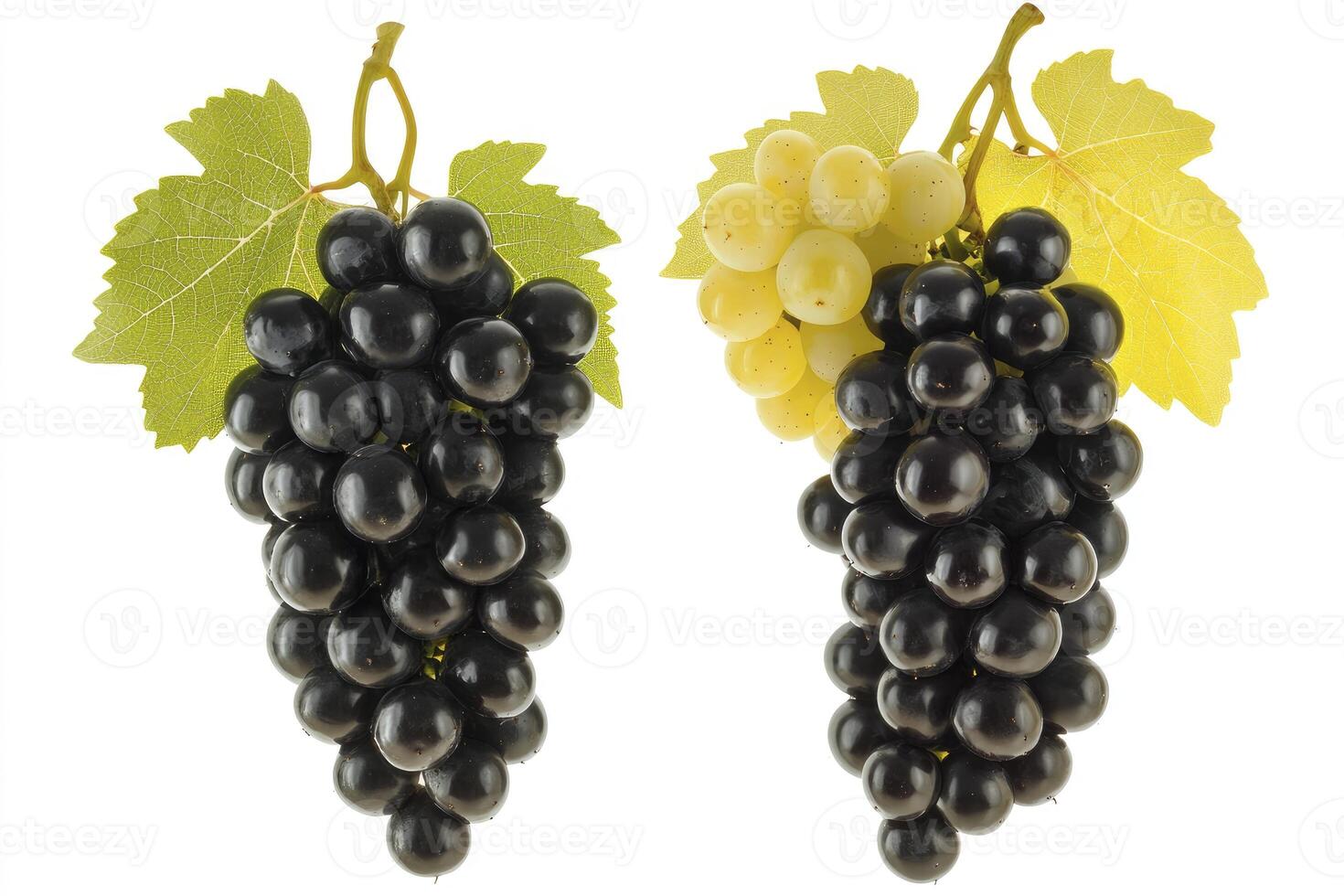Two Bunches of Grapes Black and White, Fresh Fruit Concept photo