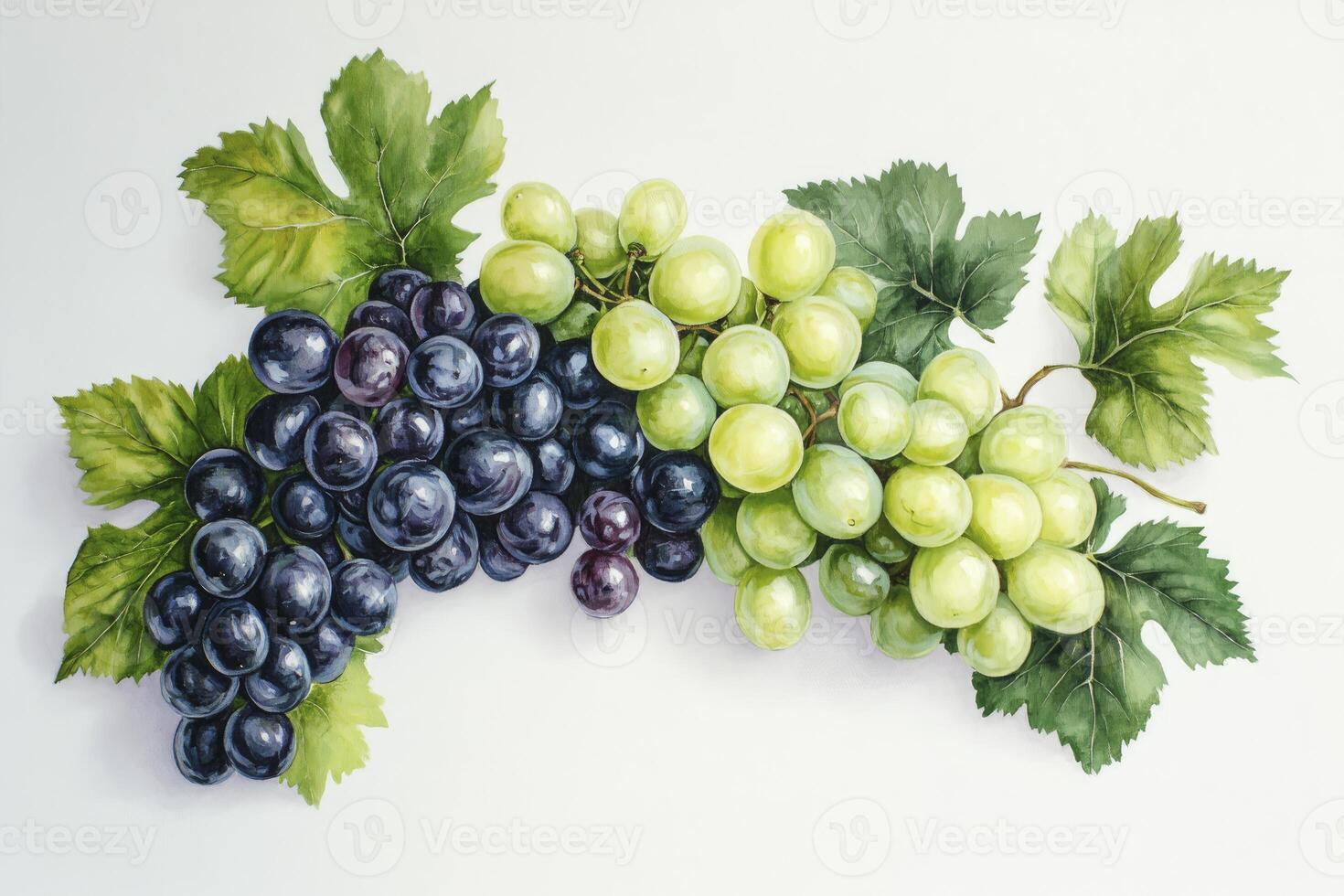 Watercolor Painting of Grapes with Green Leaves on White Background photo