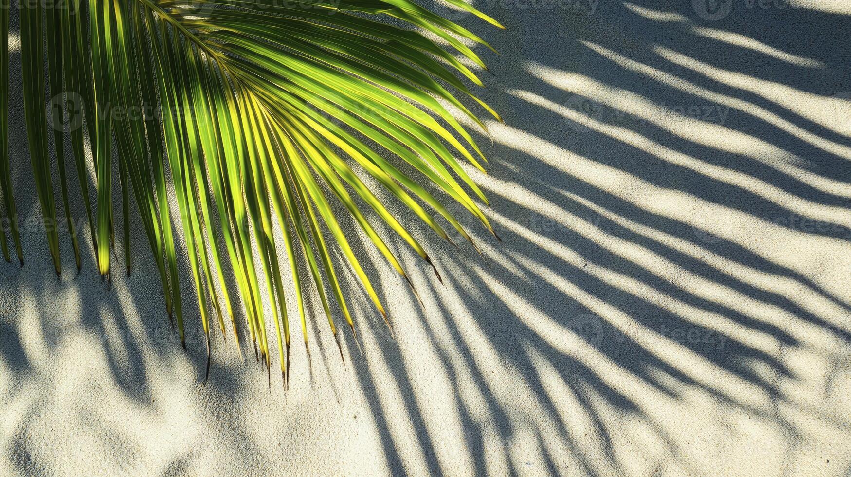Palm Leaf Casting Shadows on Sandy Beach Creating Tropical Summer Scene photo