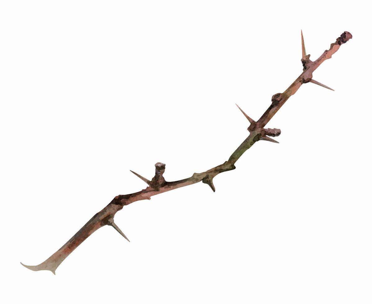 Tree, berry or bush branch twig with spikes thorns, no leaves hand drawn in watercolor, early spring, late autumn or winter, brown bark, buds. Botanical isolated illustration. Wedding, florist shop. vector