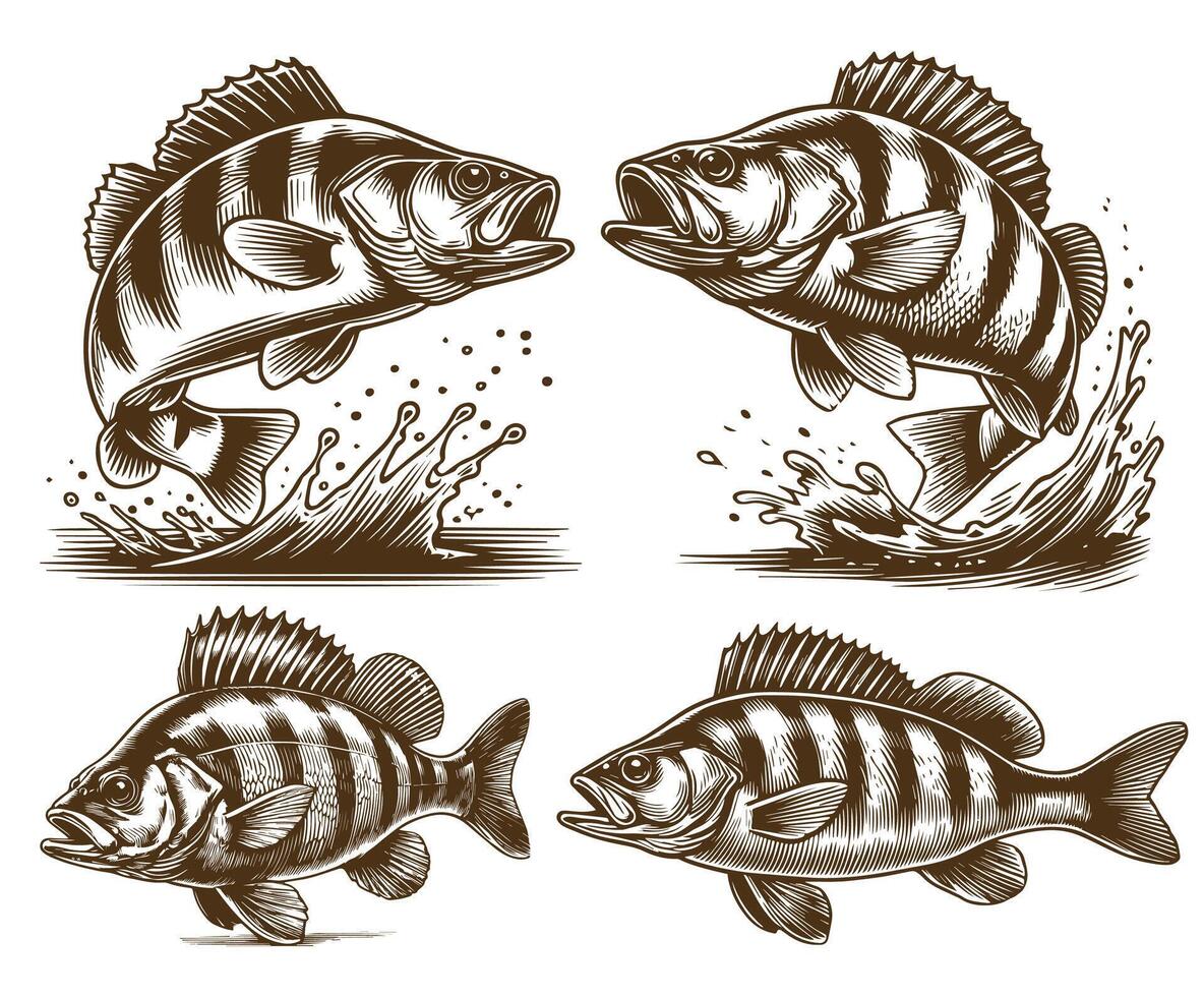 Perch fish image set vector